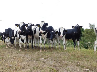 Cattle (Bos taurus) are large, domesticated, cloven-hooved, herbivores. They are a prominent modern member of the subfamily Bovinae and the most widespread species of the genus Bos. Adult females