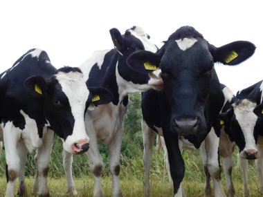 Cattle (Bos taurus) are large, domesticated, cloven-hooved, herbivores. They are a prominent modern member of the subfamily Bovinae and the most widespread species of the genus Bos. Adult females