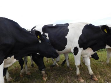 Cattle (Bos taurus) are large, domesticated, cloven-hooved, herbivores. They are a prominent modern member of the subfamily Bovinae and the most widespread species of the genus Bos. Adult females