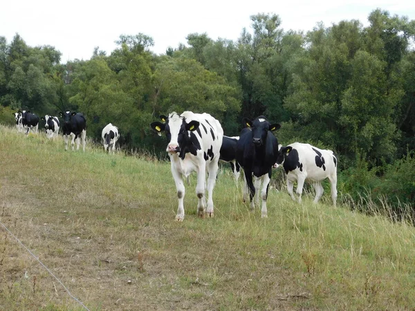 Cattle (Bos taurus) are large, domesticated, cloven-hooved, herbivores. They are a prominent modern member of the subfamily Bovinae and the most widespread species of the genus Bos. Adult females