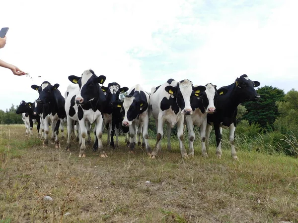 Cattle (Bos taurus) are large, domesticated, cloven-hooved, herbivores. They are a prominent modern member of the subfamily Bovinae and the most widespread species of the genus Bos. Adult females