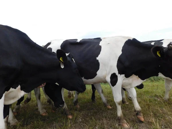 Cattle (Bos taurus) are large, domesticated, cloven-hooved, herbivores. They are a prominent modern member of the subfamily Bovinae and the most widespread species of the genus Bos. Adult females