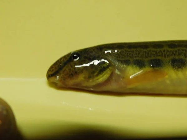spined loach Cobitis taenia common freshwater fish in Europe sometimes known as spotted weather loach, not to be confused with typical weather loaches of the genus Misgurnus species of the spiny loach genus Cobitis and the true loach family Cobitidae
