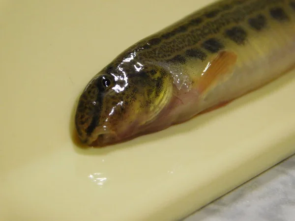 spined loach Cobitis taenia common freshwater fish in Europe sometimes known as spotted weather loach, not to be confused with typical weather loaches of the genus Misgurnus species of the spiny loach genus Cobitis and the true loach family Cobitidae