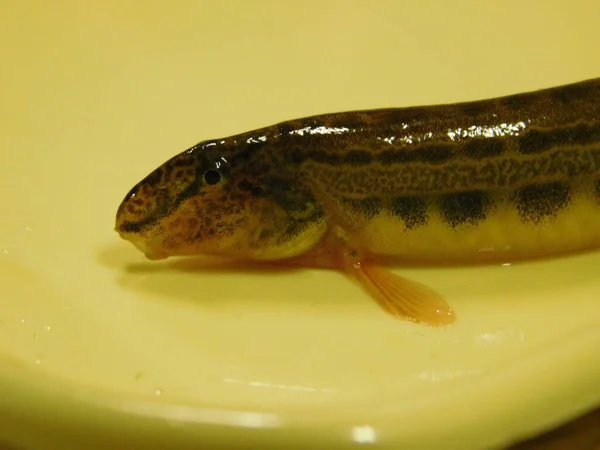 spined loach Cobitis taenia common freshwater fish in Europe sometimes known as spotted weather loach, not to be confused with typical weather loaches of the genus Misgurnus species of the spiny loach genus Cobitis and the true loach family Cobitidae
