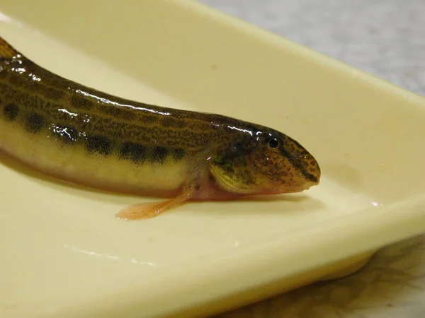 spined loach Cobitis taenia common freshwater fish in Europe sometimes known as spotted weather loach, not to be confused with typical weather loaches of the genus Misgurnus species of the spiny loach genus Cobitis and the true loach family Cobitidae