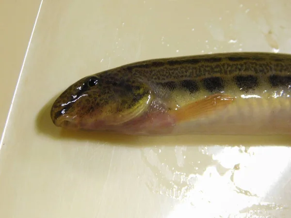 spined loach Cobitis taenia common freshwater fish in Europe sometimes known as spotted weather loach, not to be confused with typical weather loaches of the genus Misgurnus species of the spiny loach genus Cobitis and the true loach family Cobitidae