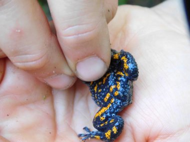 Anakaranın doğu kesimlerine özgü ateş göbekli kurbağa Bombina türleri, göletler ve bataklıklar gibi su birikintilerinin yakınında bulunabilir.