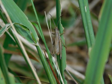 Chorthippus dorsatus, Gomphocerinae familyasından Acrididae familyasına ait bir türdür. Palearctic 'in karşısında bulunur. Orta Avrupa 'da yaşayan tür genellikle 500800 metre yükseklikte yaşar.