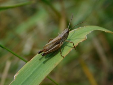 Chorthippus dorsatus, Gomphocerinae familyasından Acrididae familyasına ait bir türdür. Palearctic 'in karşısında bulunur. Orta Avrupa 'da yaşayan tür genellikle 500800 metre yükseklikte yaşar.