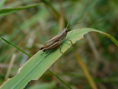 Chorthippus dorsatus, Gomphocerinae familyasından Acrididae familyasına ait bir türdür. Palearctic 'in karşısında bulunur. Orta Avrupa 'da yaşayan tür genellikle 500800 metre yükseklikte yaşar.