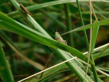 Chorthippus dorsatus, Gomphocerinae familyasından Acrididae familyasına ait bir türdür. Palearctic 'in karşısında bulunur. Orta Avrupa 'da yaşayan tür genellikle 500800 metre yükseklikte yaşar.