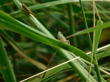 Chorthippus dorsatus, Gomphocerinae familyasından Acrididae familyasına ait bir türdür. Palearctic 'in karşısında bulunur. Orta Avrupa 'da yaşayan tür genellikle 500800 metre yükseklikte yaşar.