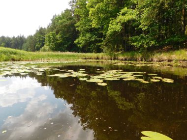 Su zambaklarıyla süslenmiş, bilimsel olarak Nymphaea spp. olarak bilinen gölet, doğal dünyanın uyum içinde bir arada yaşamasının huzurlu bir fotoğrafını sunuyor. Bu su ekosistemi, peyzajın içine yerleşmiş, karmaşık bağlantıları sergiliyor 
