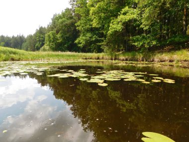 Su zambaklarıyla süslenmiş, bilimsel olarak Nymphaea spp. olarak bilinen gölet, doğal dünyanın uyum içinde bir arada yaşamasının huzurlu bir fotoğrafını sunuyor. Bu su ekosistemi, peyzajın içine yerleşmiş, karmaşık bağlantıları sergiliyor 