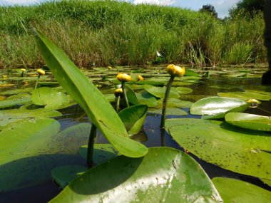 Nuphar lutea (Nuphar lutea), nilüfergiller (Nymphaeaceae) familyasından bir su bitkisidir.