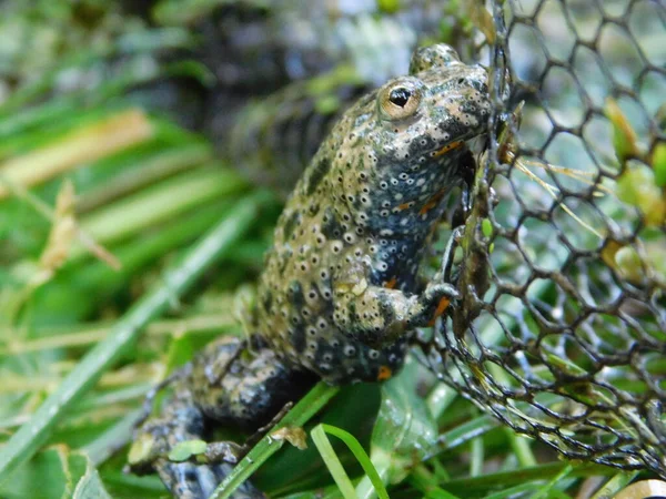 유럽에서는 연못이나 소택지와 근처에서 수있는 휩싸여 Bombina 두꺼비를 수있다 — 스톡 사진