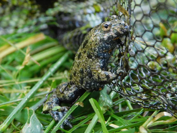 유럽에서는 연못이나 소택지와 근처에서 수있는 휩싸여 Bombina 두꺼비를 수있다 — 스톡 사진
