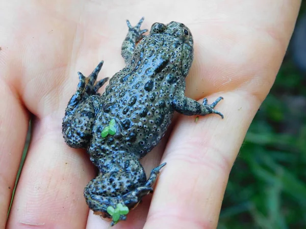 European Fire Bellied Toad Bombina Bombina Species Fire Bellied Toad — Stock Photo, Image