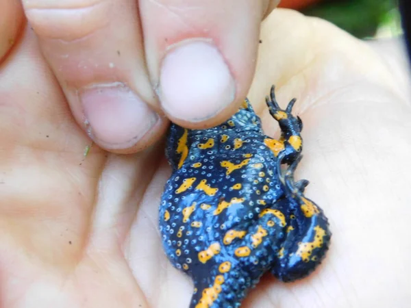 European Fire Bellied Toad Bombina Bombina Species Fire Bellied Toad — Stock Photo, Image