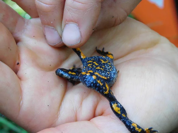 European Fire Bellied Toad Bombina Bombina Species Fire Bellied Toad — Stock Photo, Image