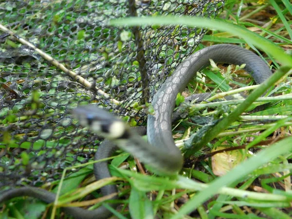 Natrix natrix rass yılanı ya da halkalı yılan (İngilizce: natrix natrix rass snake), Avrasyalı zehirli olmayan bir yılan türüdür. Genellikle suyun yanında bulunur ve neredeyse sadece amfibilerle beslenir..