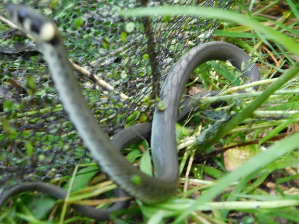 Natrix Natrix Rass Snake Sometimes Called Ringed Snake Water Snake — Stock Photo, Image