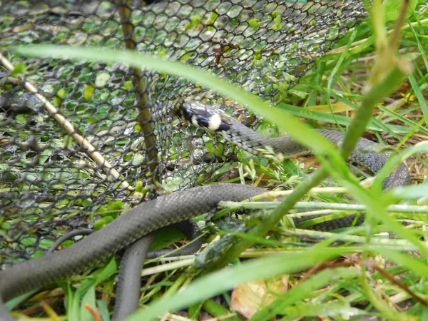 Natrix natrix ot yılanı (İngilizce: natrix natrix grass snake, bazen halkalı yılan veya su yılanı olarak da bilinir), Avrasya 'da yaşayan bir yılan türüdür. Genellikle suyun yanında bulunur ve neredeyse sadece amfibilerle beslenir..