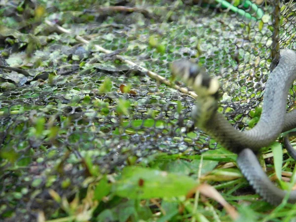 Nrix Natrix Grass Snake Rstrated Snake Water Snake 유라시아의 뱀이다 — 스톡 사진