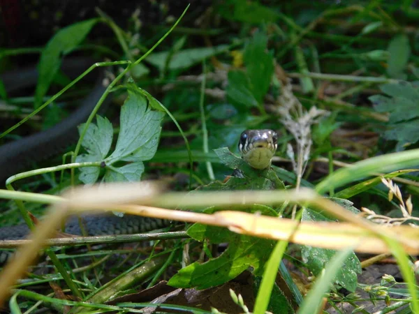 纳特雷斯草蛇 Natrix Natrix Grass Snake 有时被称为环状蛇或水蛇 Water Snake 是一种欧亚无毒蛇 牠们经常出没于水附近 — 图库照片