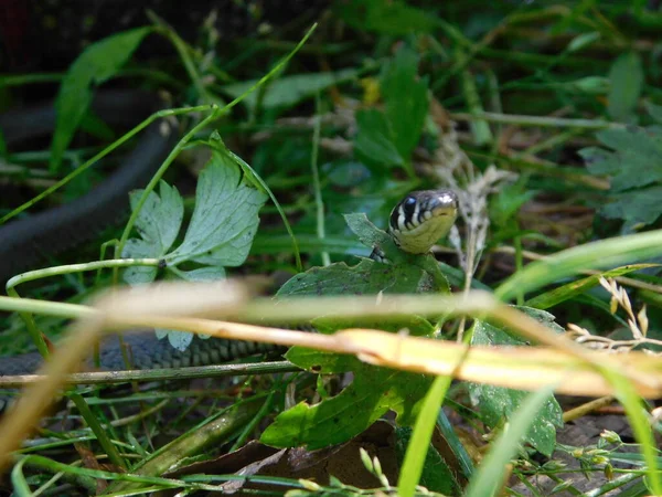 Natrix Natrix Wąż Trawiasty Czasami Nazywany Wężem Pierścieniowym Lub Wężem — Zdjęcie stockowe