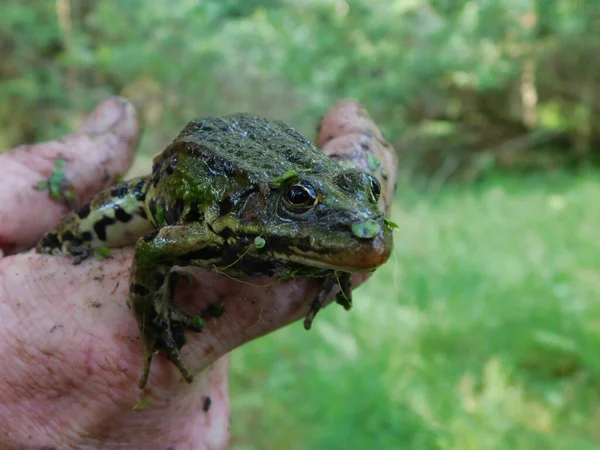 Съедобная Лягушка Pelophylax Esculentus Rana Европейская Лягушка Известная Обыкновенная Водяная — стоковое фото