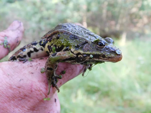 食用カエルPelophylax 一般的な水カエル緑のカエル珍味カエルの足としても知られているEsculentus Ranaヨーロッパのカエルは 広く普及しており 一般的なカエルは ヨーロッパの暗いを含む多くの一般的な名前を持っています — ストック写真