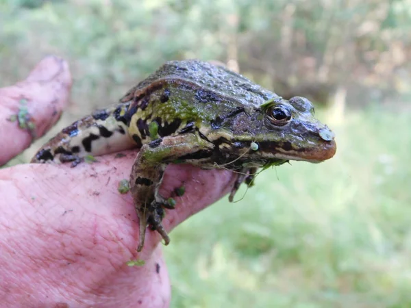 Rana Comestible Pelophylax Rana Esculentus Rana Europea También Conocida Como — Foto de Stock