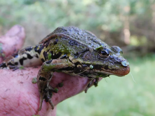 Съедобная Лягушка Pelophylax Esculentus Rana Европейская Лягушка Известная Обыкновенная Водяная — стоковое фото