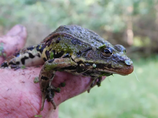 Yenilebilir kurbağa Pelophylax kl. Esculentus rana Avrupa kurbağası, yaygın su kurbağası yeşil kurbağa nefis kurbağa bacakları olarak da bilinir.
