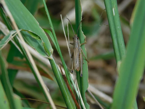 硬骨鱼 Chorthippus Dorsatus 是一种隶属于金银花科 Gomphocerinae 的物种 牠们分布于整个古北界 该物种通常生活在中欧500800米的高度 — 图库照片