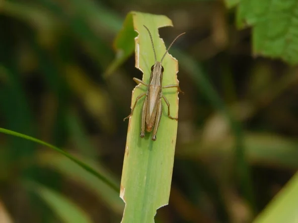 Chorthippus Dorsatus Species Belonging Family Acrididae Subfamily Gomphocerinae Found Palearctic — Stock Photo, Image