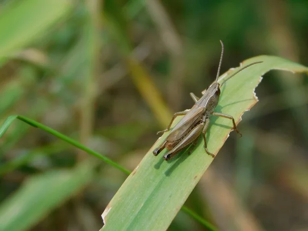 사루스 Chorthippus Dorsatus 는아크 Acrididae 속하는 종이며 Subfamily Gomphocerinae 북극권 — 스톡 사진