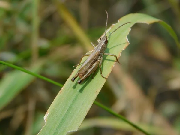 Chorthippus Dorsatus Είναι Ένα Είδος Που Ανήκει Στην Οικογένεια Acrididae — Φωτογραφία Αρχείου