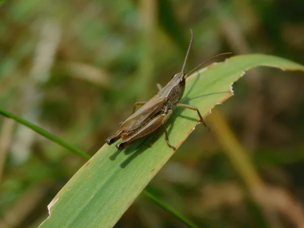 Chorthippus Dorsatus Druh Čeledi Acrididae Podčeledi Gomphocerinae Nachází Druhé Straně — Stock fotografie