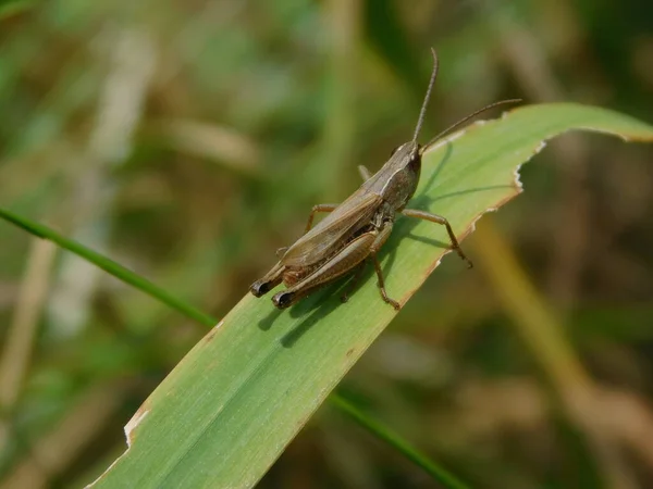 Chorthippus Dorsatus Acrididae Gomphocerinae Alcsaládba Tartozó Faj Egész Palearktiszon Megtalálható — Stock Fotó