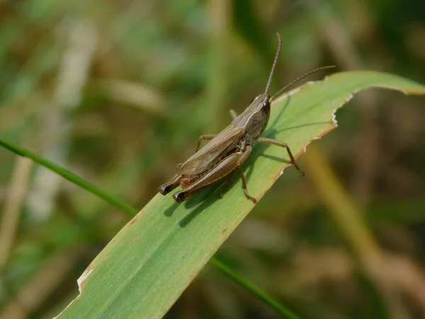 사루스 Chorthippus Dorsatus 는아크 Acrididae 속하는 종이며 Subfamily Gomphocerinae 북극권 — 스톡 사진