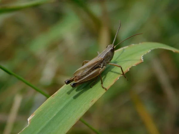 Chorthippus Dorsatus Gatunek Należący Rodziny Acrididae Podrodziny Gomphocerinae Występuje Całej — Zdjęcie stockowe