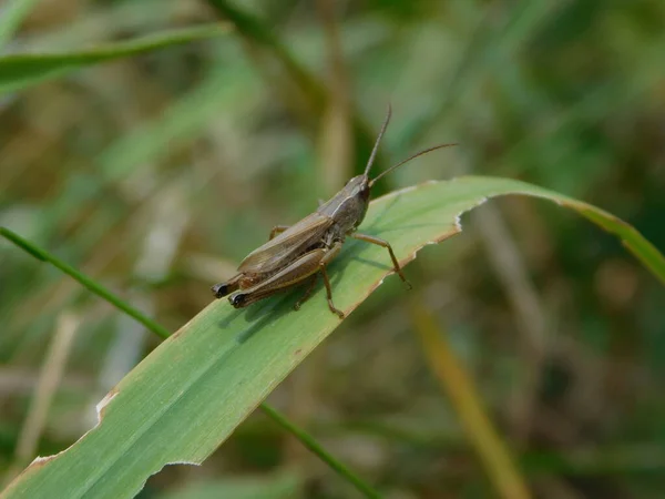 Chorthippus Dorsatus Gatunek Należący Rodziny Acrididae Podrodziny Gomphocerinae Występuje Całej — Zdjęcie stockowe