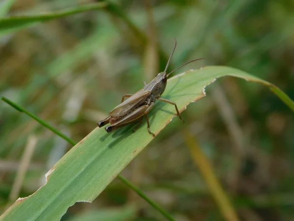 Chorthippus Dorsatus Una Especie Perteneciente Familia Acrididae Subfamilia Gomphocerinae Encuentra —  Fotos de Stock