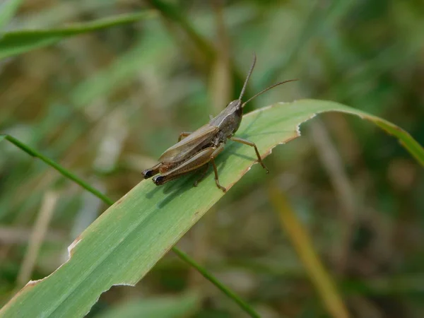 Chorthippus Dorsatus Gatunek Należący Rodziny Acrididae Podrodziny Gomphocerinae Występuje Całej — Zdjęcie stockowe