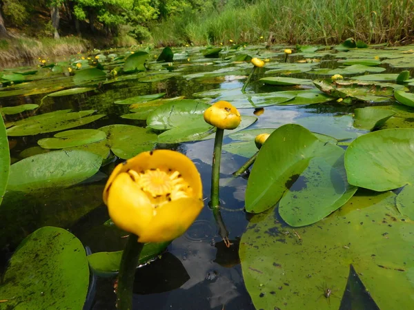 Nuphar lutea (Nuphar lutea), nilüfergiller (Nymphaeaceae) familyasından bir su bitkisidir.