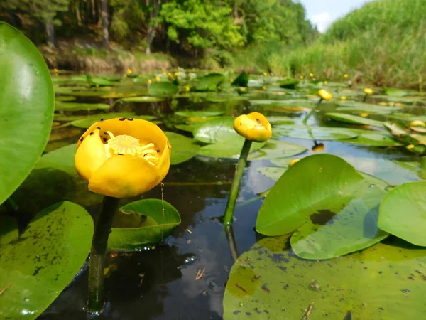 Nuphar lutea (Nuphar lutea), nilüfergiller (Nymphaeaceae) familyasından bir su bitkisidir.