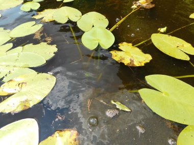 Bir yaz günü, lili nehrinde suyla birlikte.